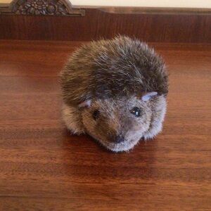 Kosen Hedgehog
